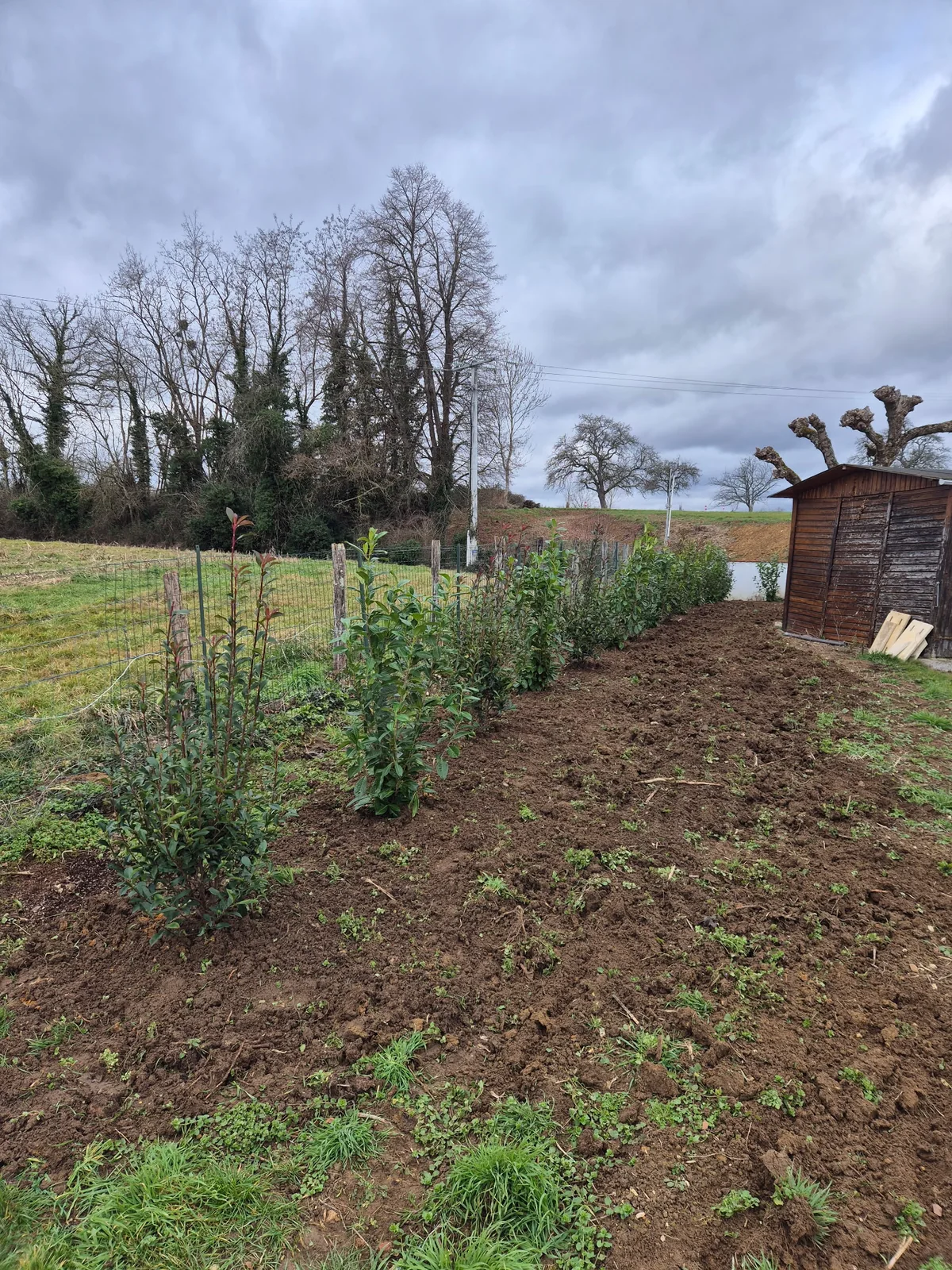 Jeunes plants alignés en pépinière